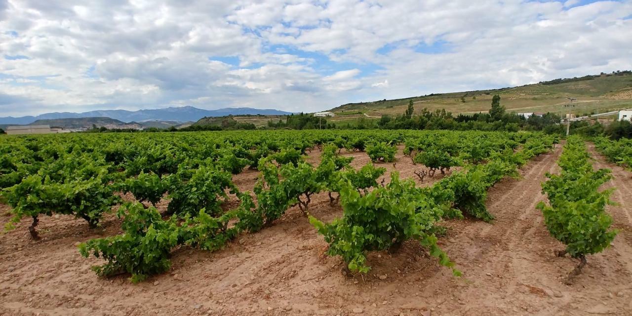 Apartamento Entrevinas En El Corazon De La Rioja Fuenmayor Zewnętrze zdjęcie